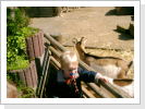 Klicken Sie auf das Bild, um es zu vergrößern