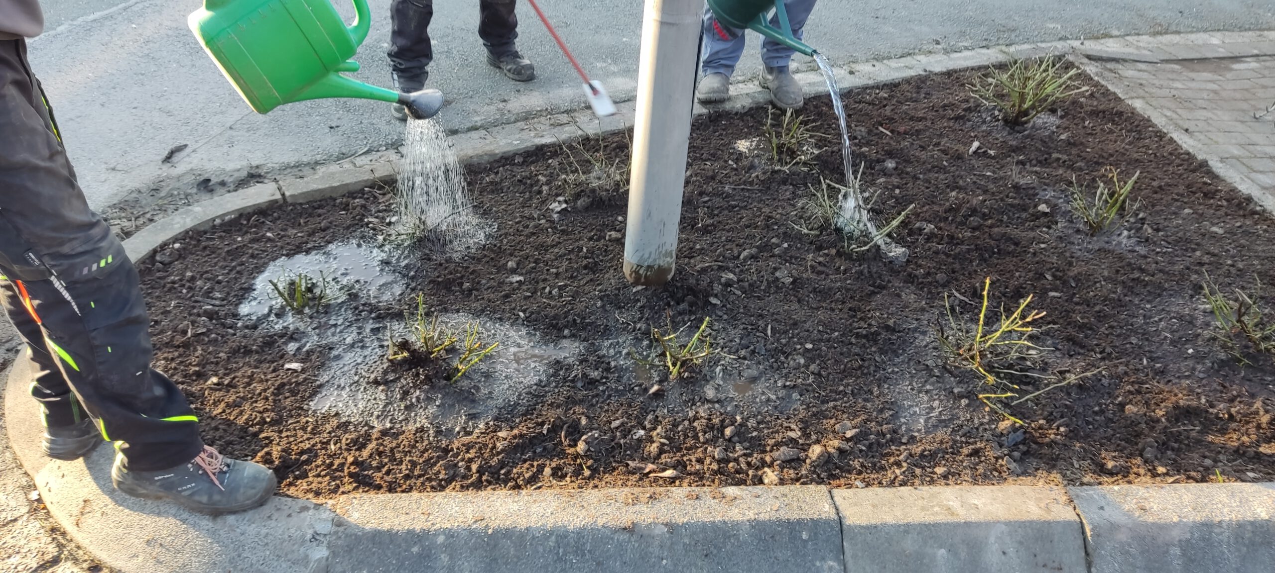 Die Rosen sind wieder am Platz