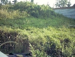 200308_GartenAlt2_480.JPG